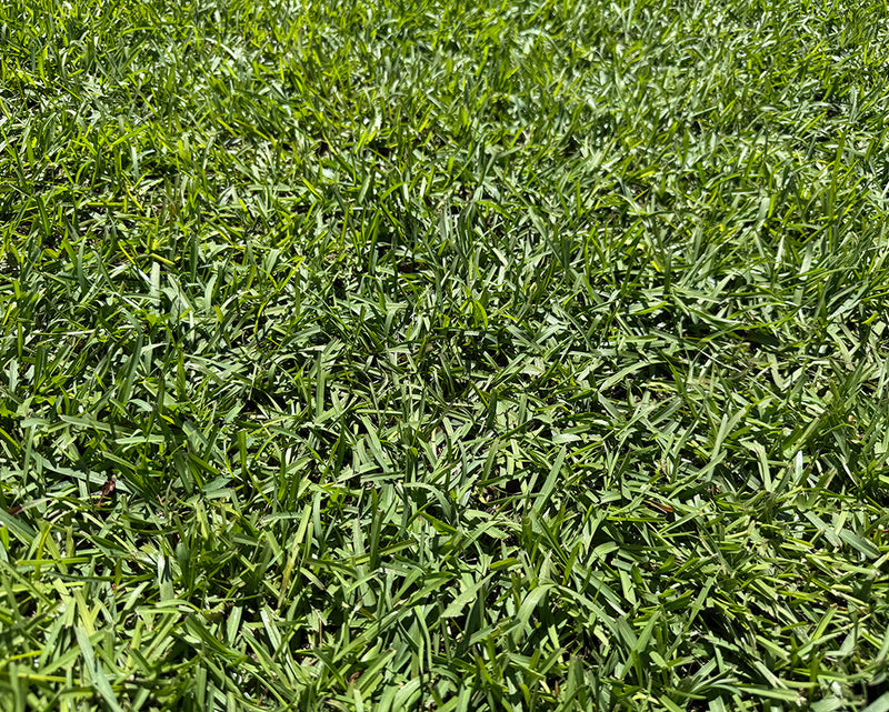 TifBlair Centipede lawn medium texture