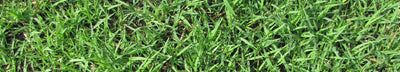 Fresh Grass Seed