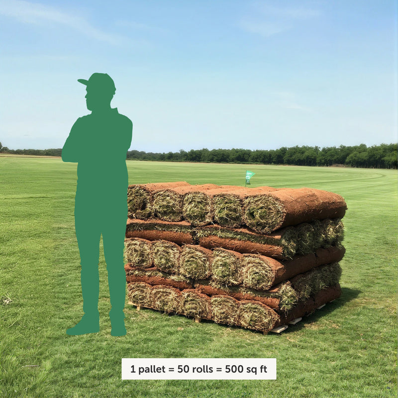 Zenith Zoysia Sod