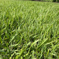 Zenith Zoysia Sod