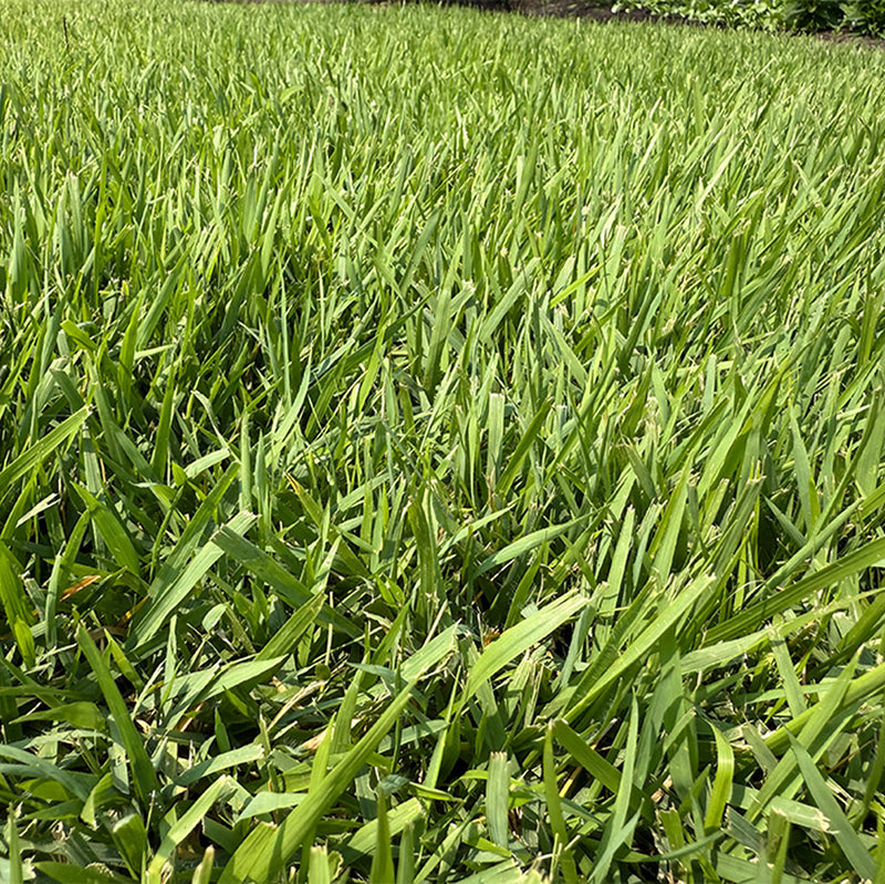 Zenith Zoysia Sod