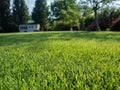 A close-up view of a lush green Tall Fescue grass lawn to show the medium leaf texture with a small house and trees blurred in the background.