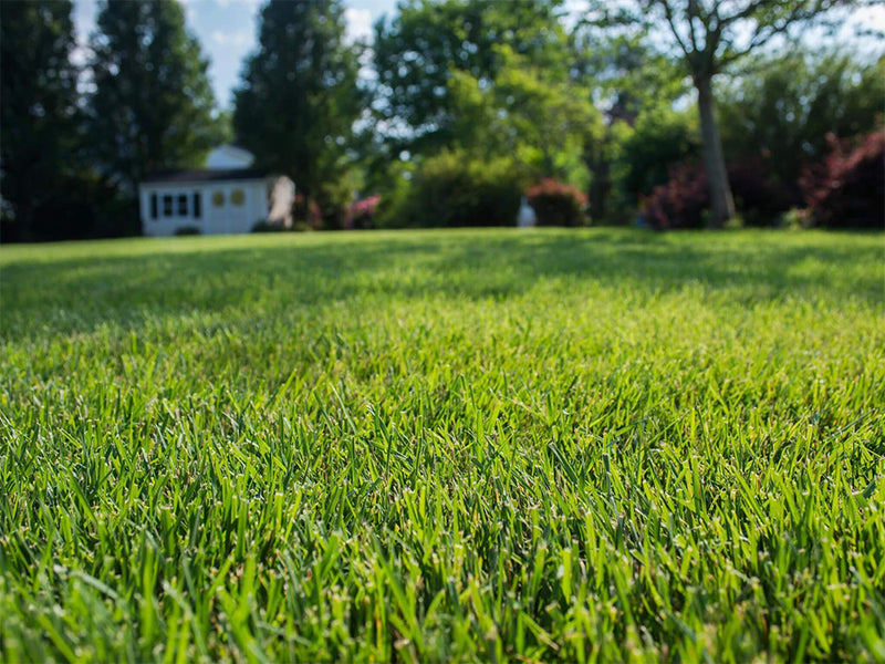 A close-up view of a lush green Tall Fescue grass lawn to show the medium leaf texture with a small house and trees blurred in the background.
