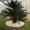 Tree Ring Kits