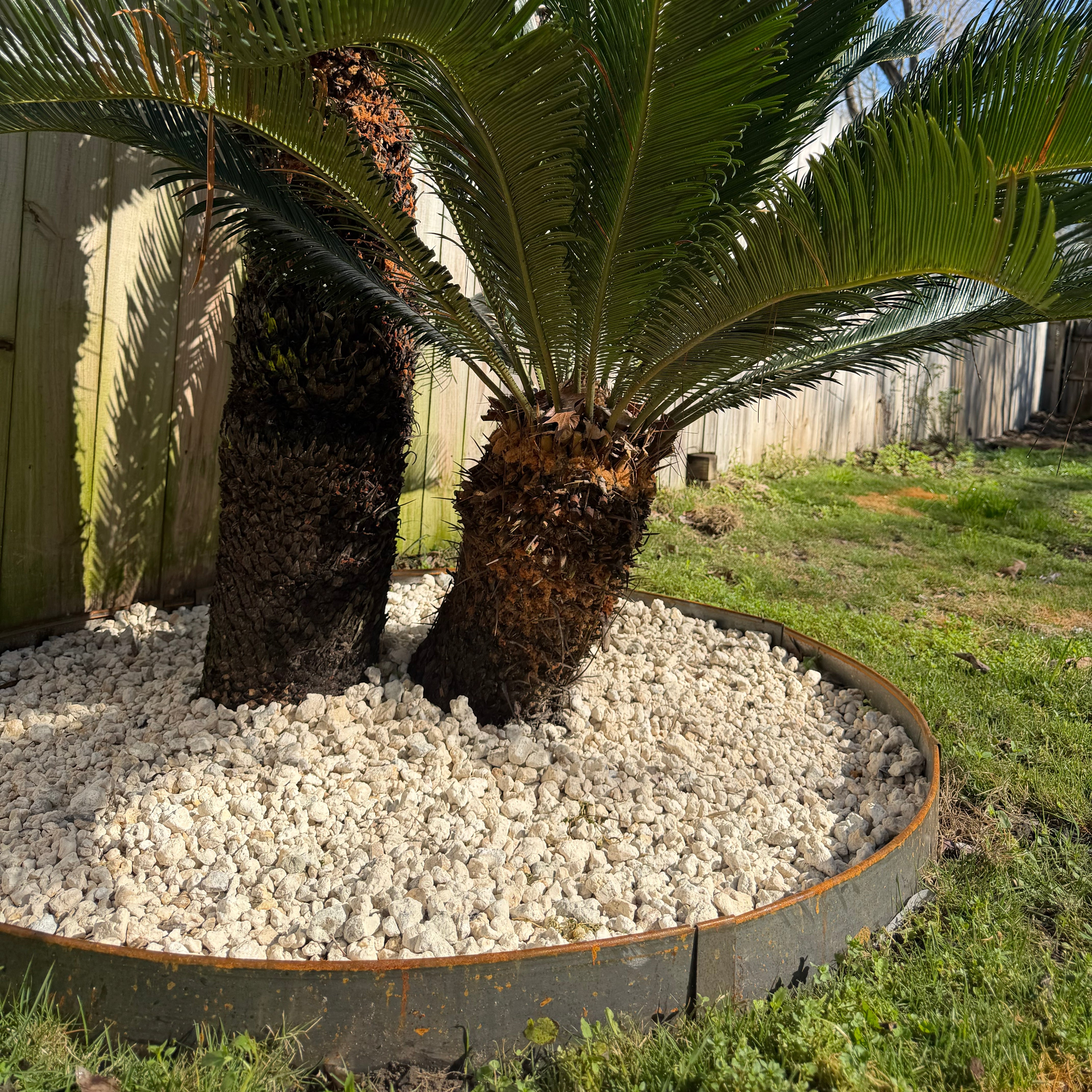ビジネス・経済 Tree-Ring Management Tree Ring Kits