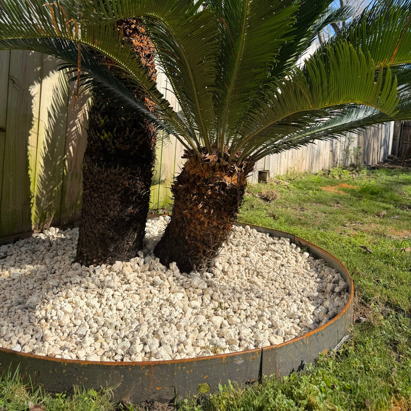 Tree Ring Kits