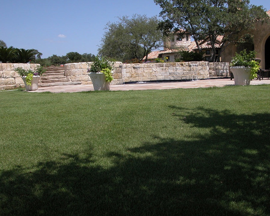 JaMur Zoysia
