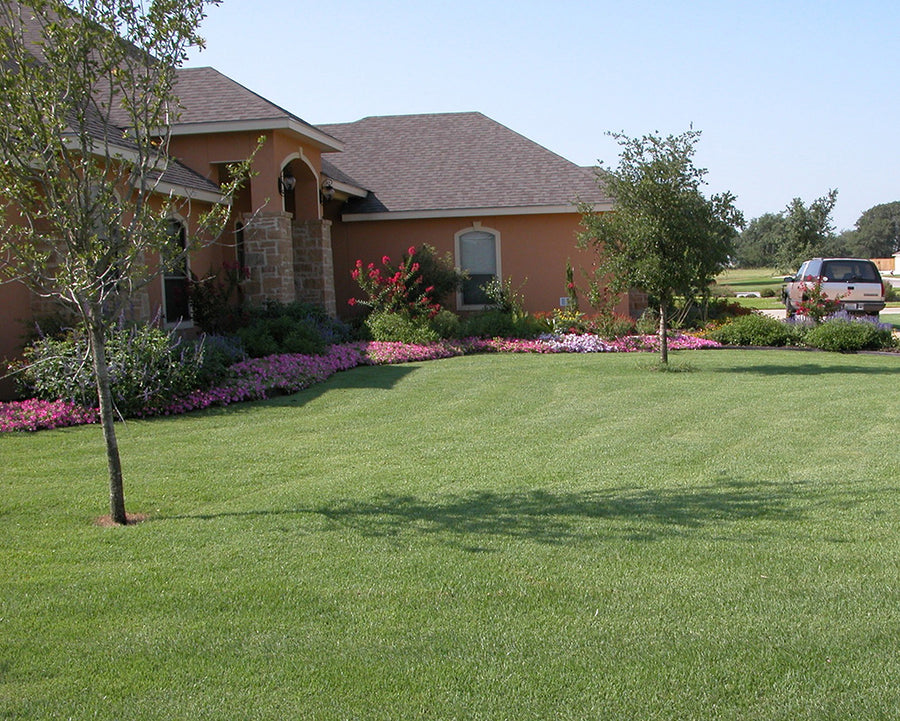 JaMur Zoysia