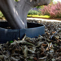 Tree Ring Kits