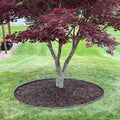 Tree Ring Kits