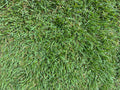 Palisades Zoysia