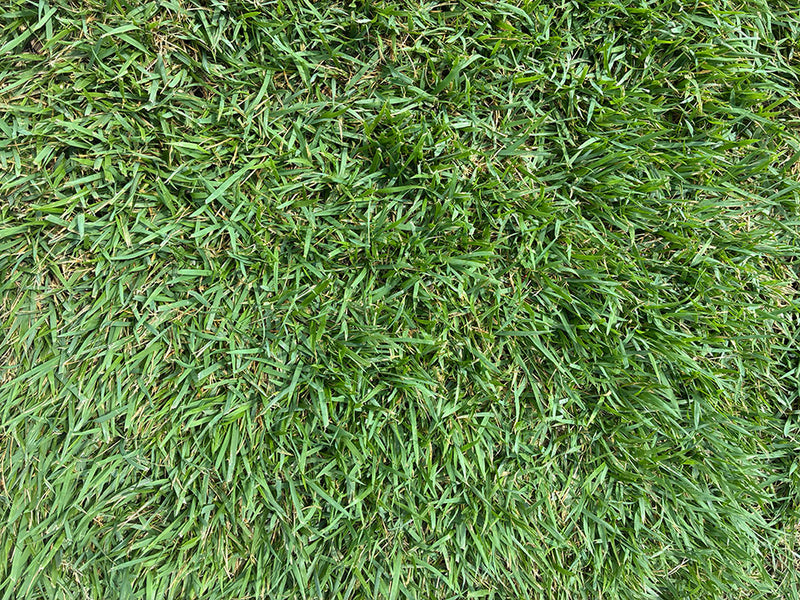 Palisades Zoysia