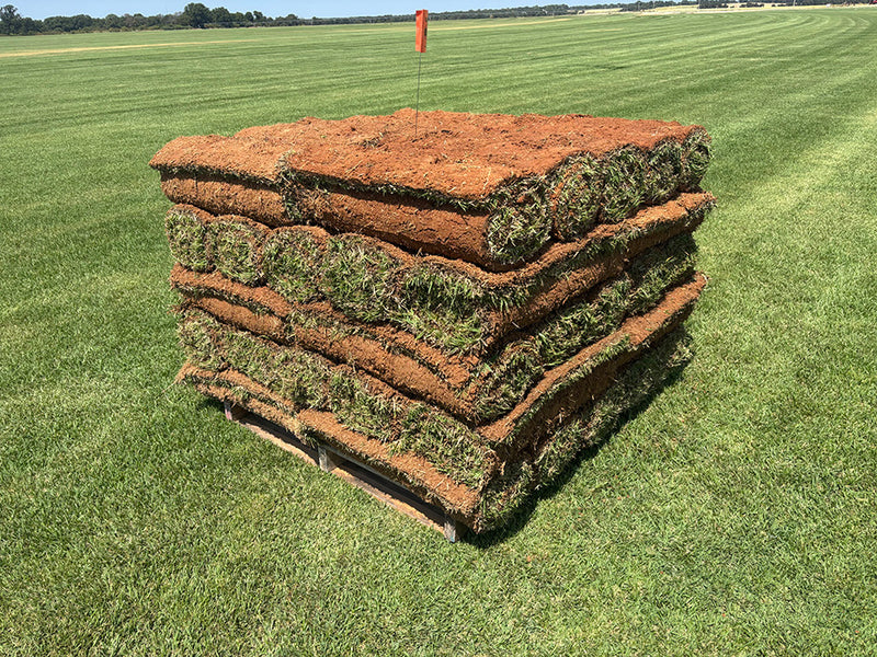 A picture of a pallet of Palisades Zoysia sod for sale that's centered in a sod field at the Super-Sod sod farm.