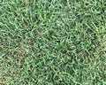 A close-up image of Palisades Zoysia turfgrass showing its medium texture and green color.