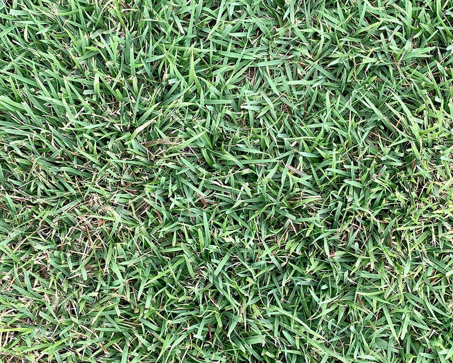 A close-up image of Palisades Zoysia turfgrass showing its medium texture and green color.
