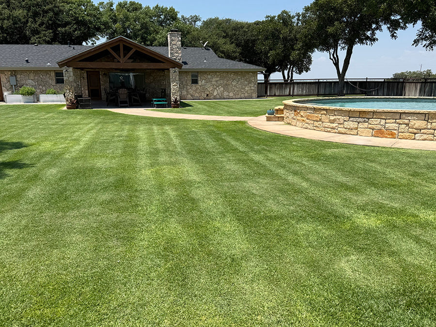 Palisades Zoysia