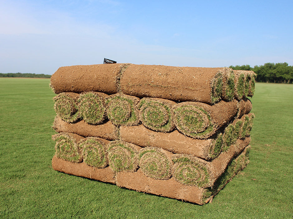 Zeon Zoysia Grass Seeds – 1 Lb, Fresh, Limited Stock – USA Grown
