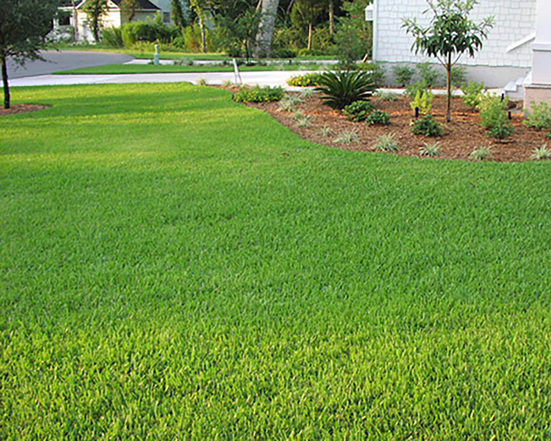 St. Augustine - Order Sod Online for Pick Up or Delivery