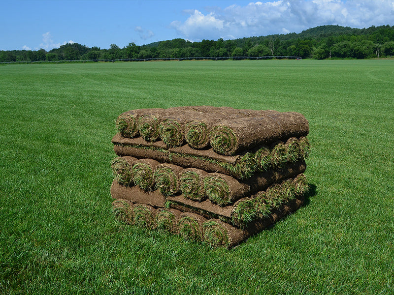 Elite Tall Fescue Sod