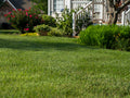 Elite Tall Fescue Sod