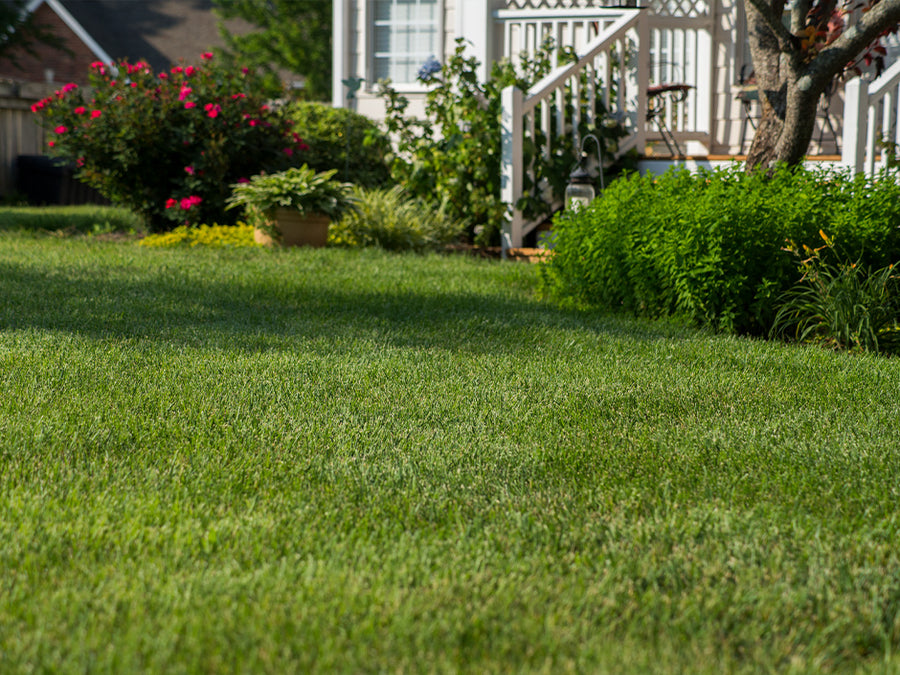 Elite Tall Fescue Sod