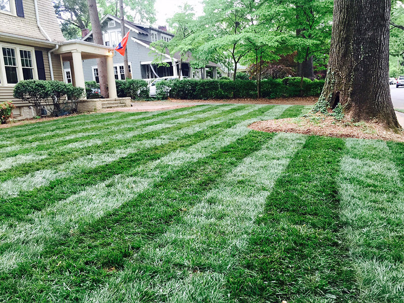 Elite Tall Fescue Sod
