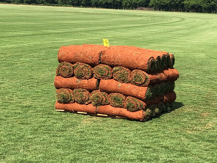Tifway 419 Bermuda Sod