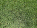 TifTuf Bermuda Sod