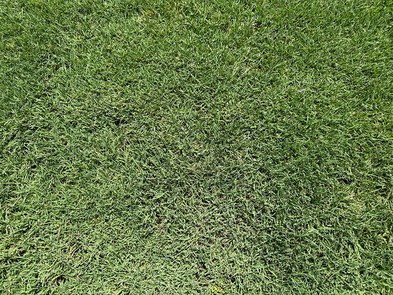 TifTuf Bermuda Sod