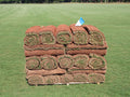TifTuf Bermuda Sod
