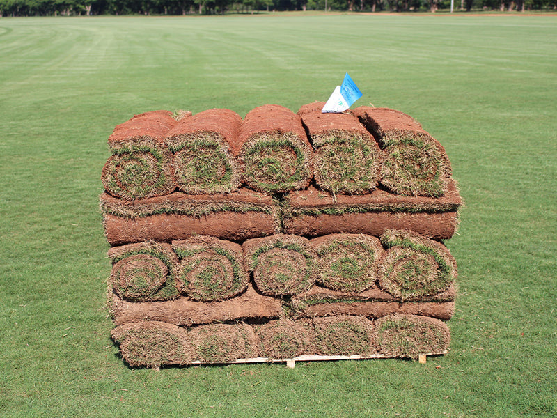TifTuf Bermuda Sod