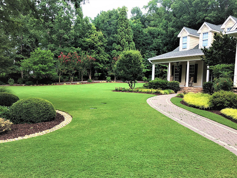 TifTuf Bermuda Sod