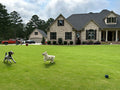TifTuf Bermuda Sod