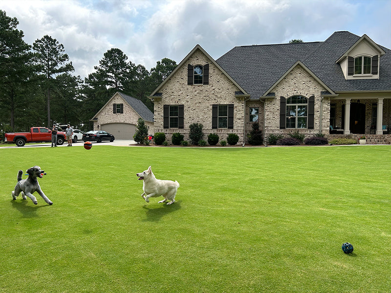 TifTuf Bermuda Sod
