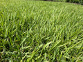 Zenith Zoysia Sod