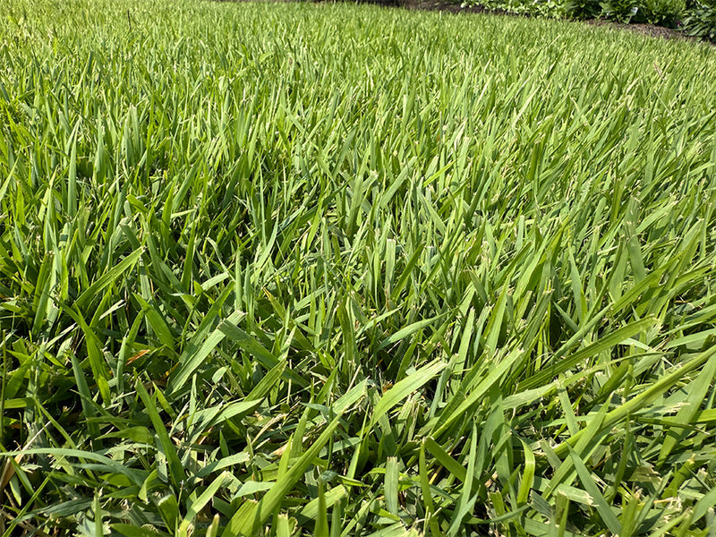 Zenith Zoysia Sod