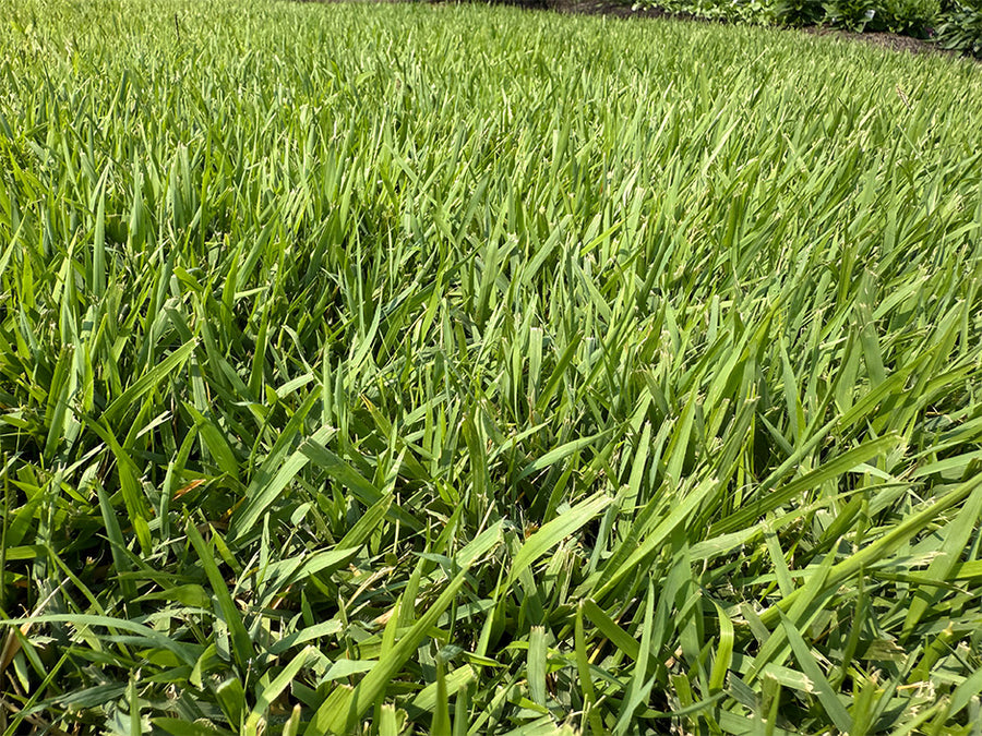 Zenith Zoysia Sod
