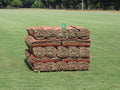 Zenith Zoysia Sod