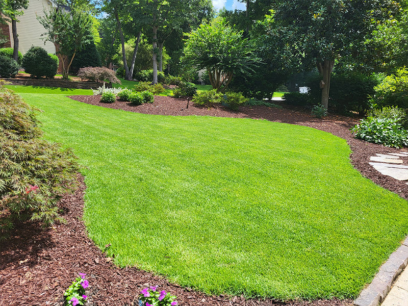 Zenith Zoysia Sod