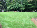 Zenith Zoysia Sod
