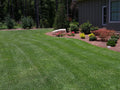 Zenith Zoysia Sod