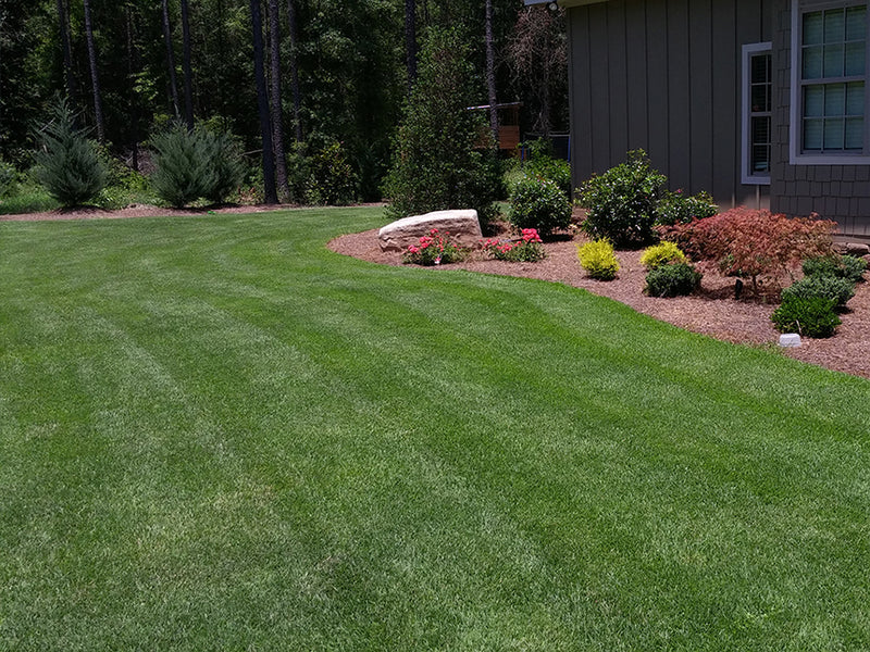 Zenith Zoysia Sod