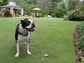 Zeon Zoysia Sod
