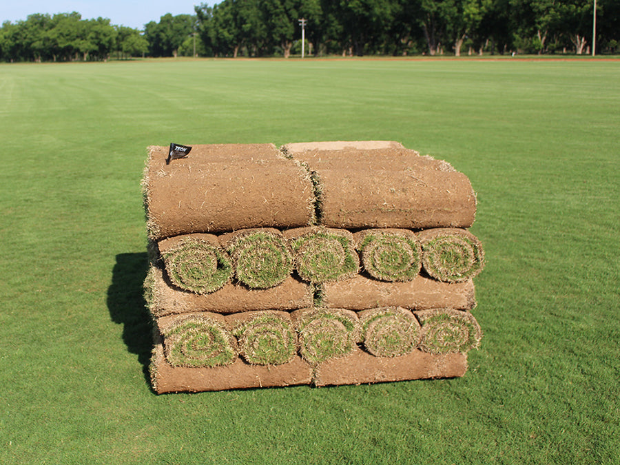 Zeon Zoysia Sod