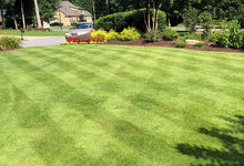 Zeon Zoysia