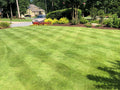 Zeon Zoysia Sod