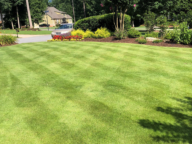 Zeon Zoysia Sod