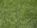Zeon Zoysia Sod