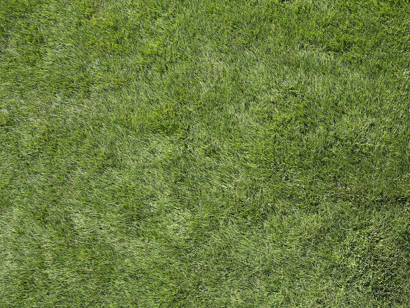 Zeon Zoysia Sod
