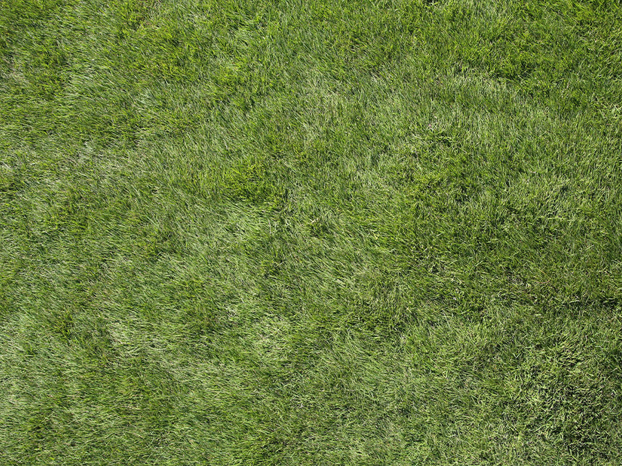 Zeon Zoysia Sod